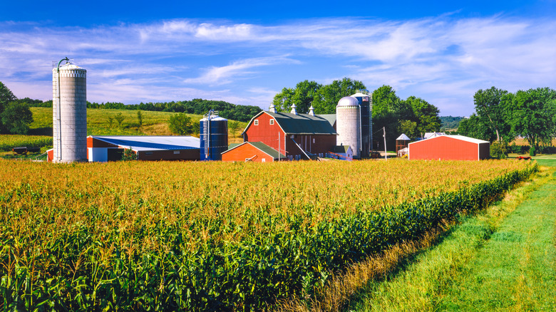 Corn crop fill the foreground leading back to a typical Iowa farm at harvest time, Dubuque Iowa