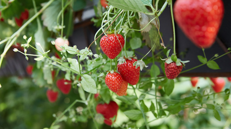 Strawberries on a plant.