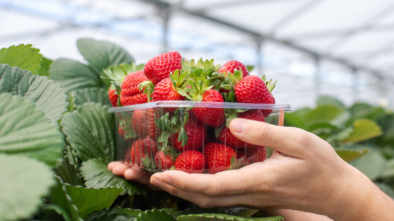 A hand holding a box of strawberries.