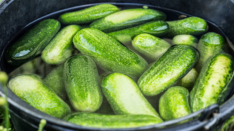 Cucumbers soaking in a tub of cold water