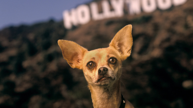Taco Bell chihuahua with the Hollywood sign