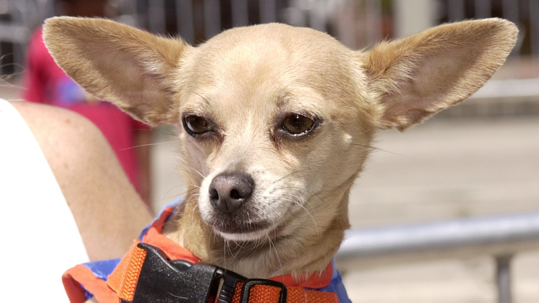 Taco Bell advertisement mascot Gidget