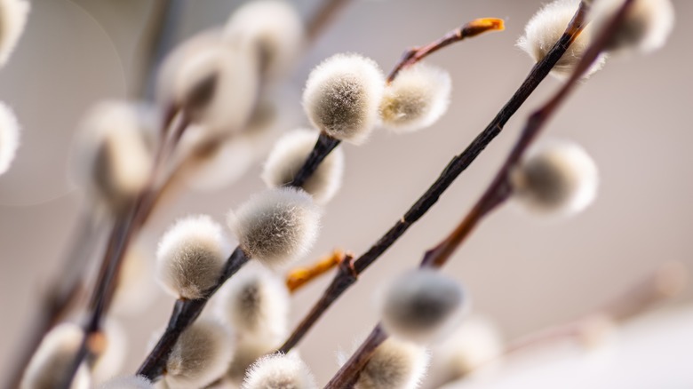 willow branches with buds