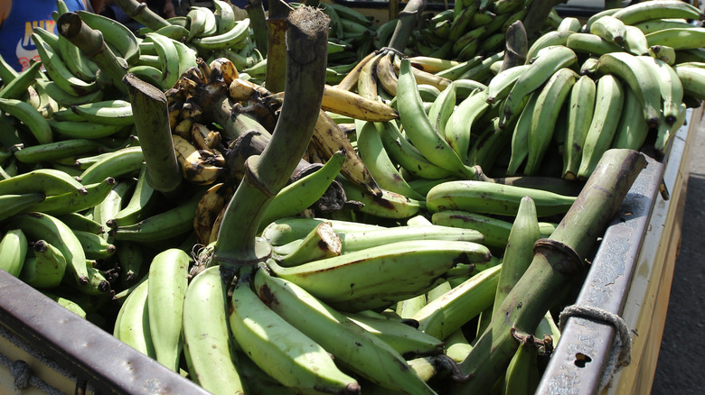 Plantains in the back of a truck