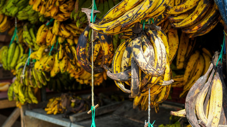 Plantains hung up in a market.