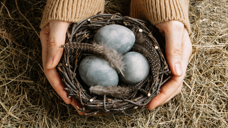 Hands hold a nest containing bird eggs and feathers