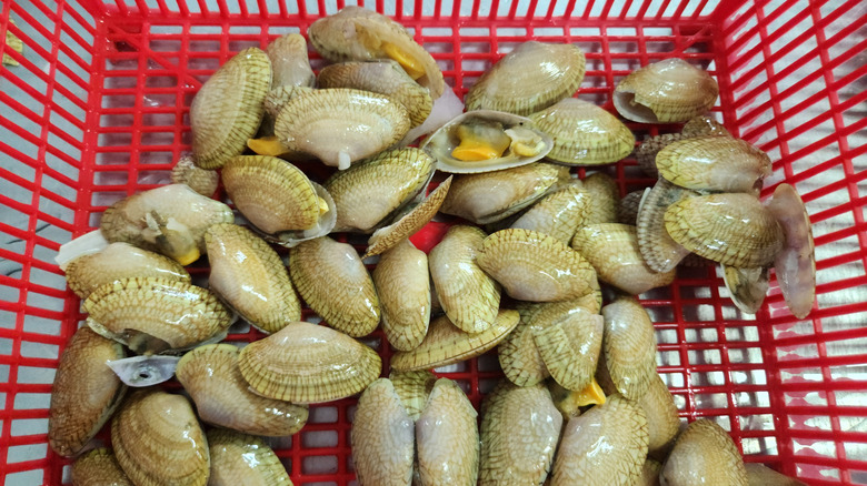 Saltwater clams in a red basket