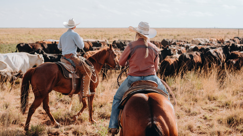 Ranchers herding cattle
