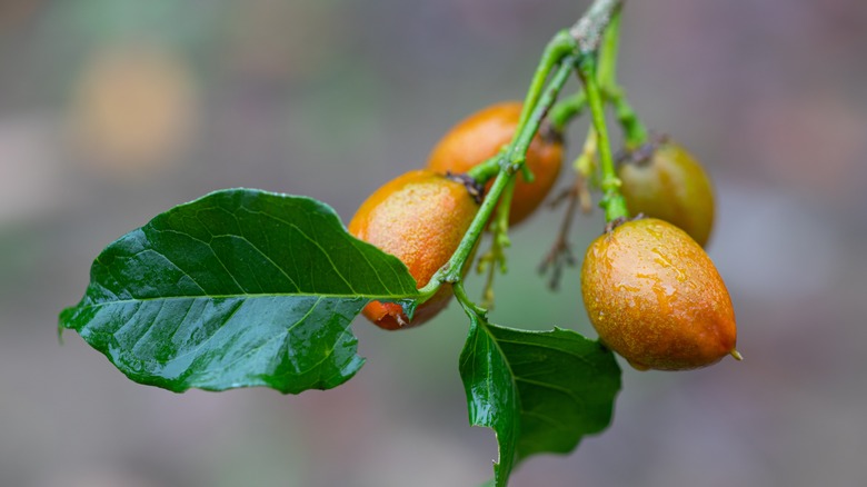 Dewy peanut butter fruit hanging off a branch