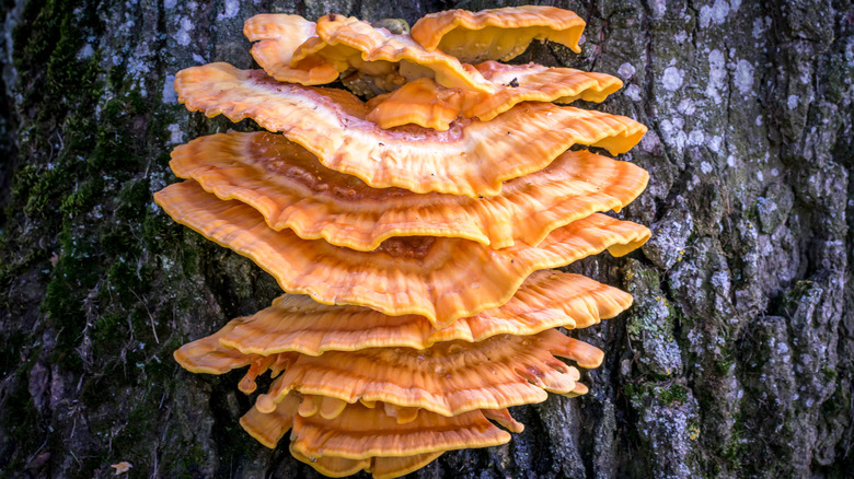 Chicken of the woods mushroom growing on tree