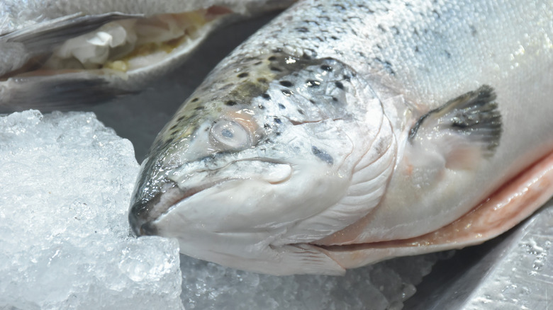 A whole salmon with the head on rests on ice.