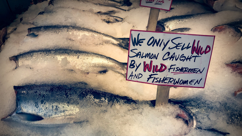 Sign for wild-caught salmon sits next to salmon on ice.