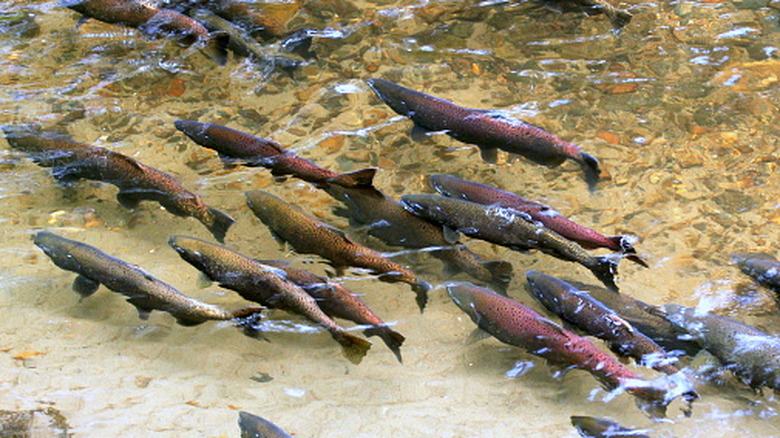 King salmon are swimming in a river.