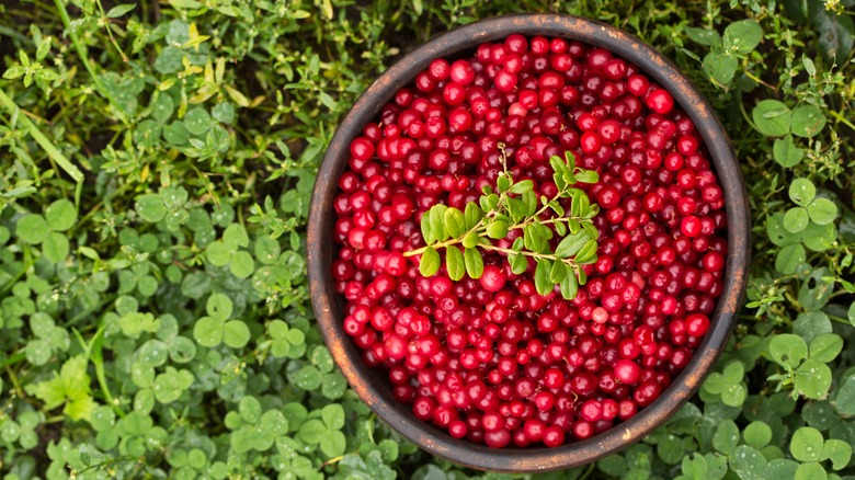 Fresh lingonberries in bowl set in green bush