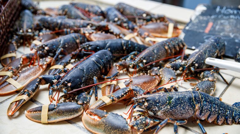 Abundance of fresh lobsters