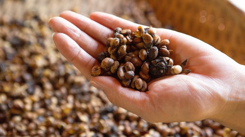 Kopi Luwak coffee beans
