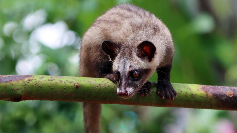 asian palm civet