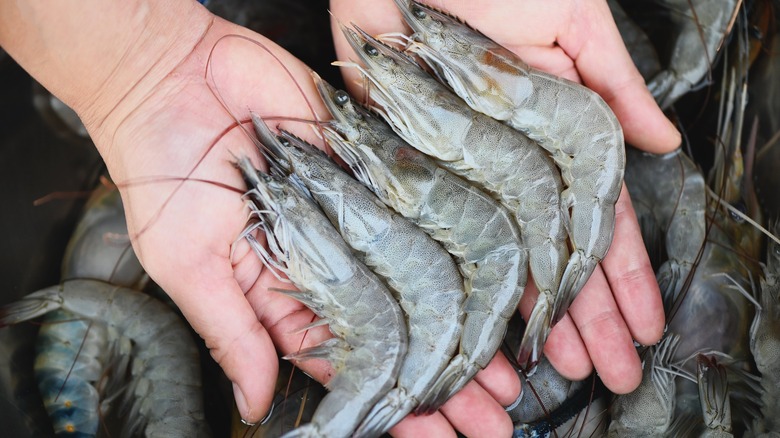 Person holding raw shrimp