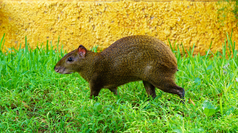 agouti in the grass
