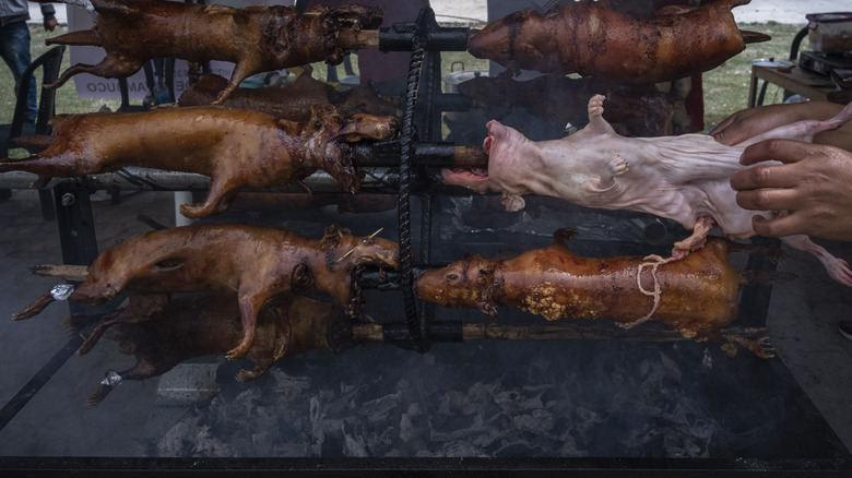 guinea pig being prepared for roasting