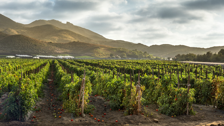 A tomato farm in the coastal mountains of California