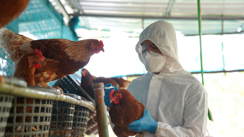 A person in protective gear holds a chicken, testing for bird flu