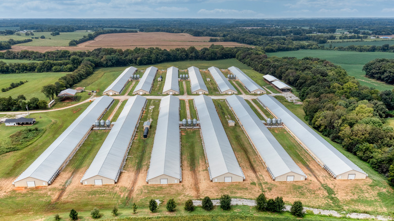 Long buildings housing chickens stretch out over farm land