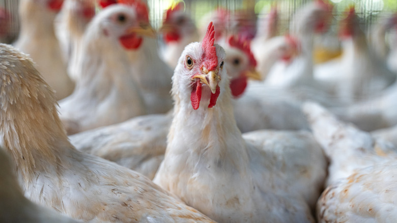 A chicken looks at the camera, while its companions mill around in the background