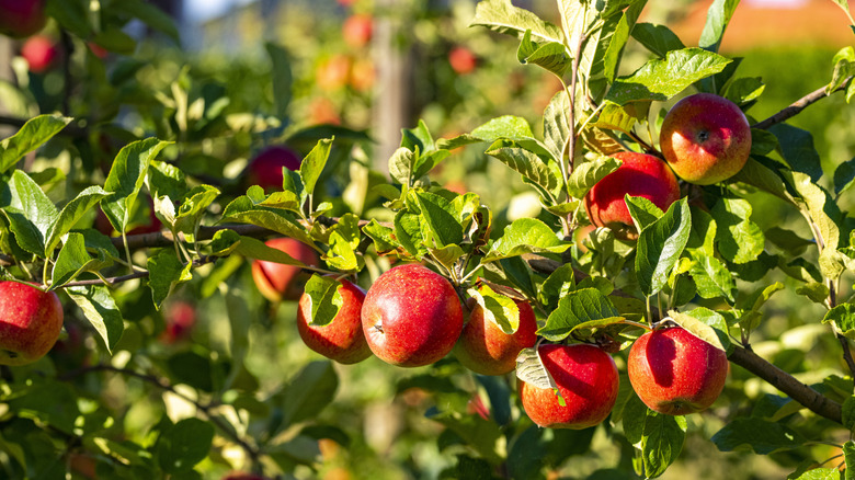 apple tree with ripe apples