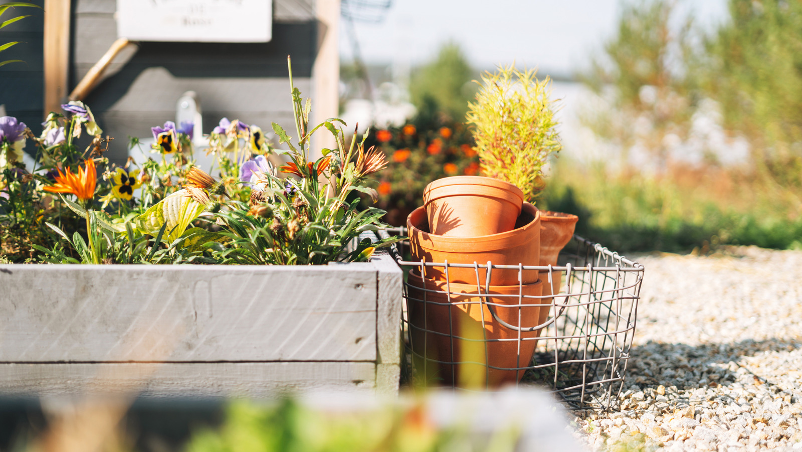 <a href="https://www.foodrepublic.com/1982459/vegetable-should-plant-fall-potatoes/" target="_blank">The Vegetable You Should Be Planting This Fall</a>
