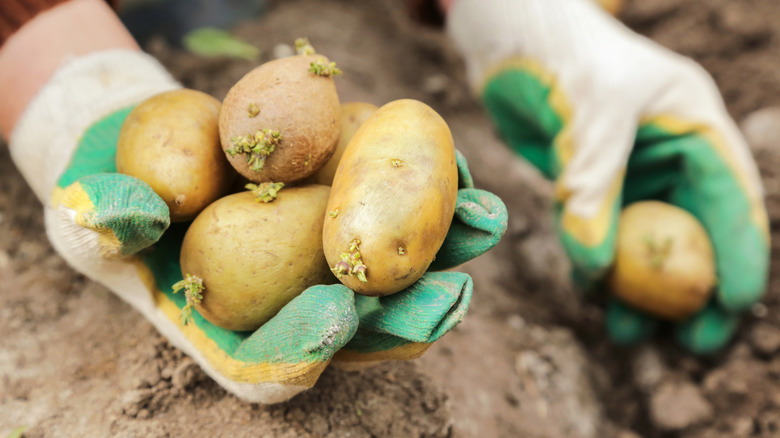 Gardener pulling potatoes from the soil