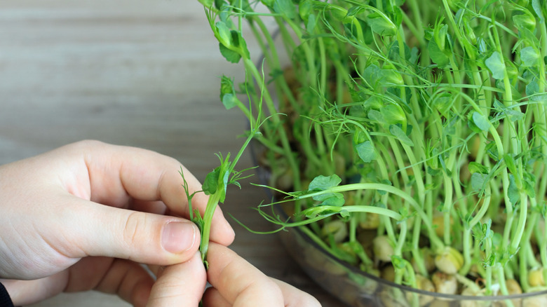 Plant shoots sprouting in a bowl in a kitchen
