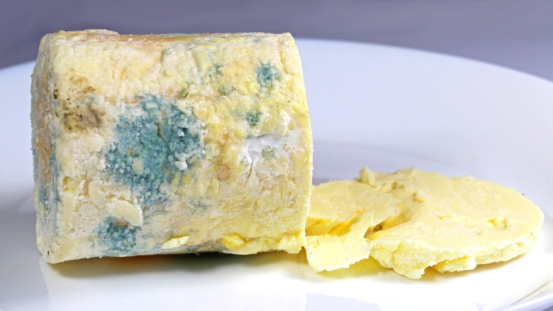 block of moldy cheese