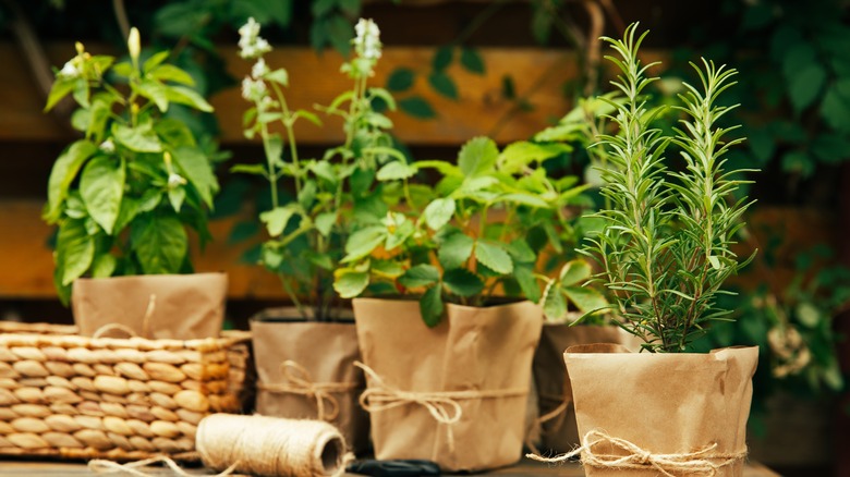 Potted herbs wrapped in brown paper with twine