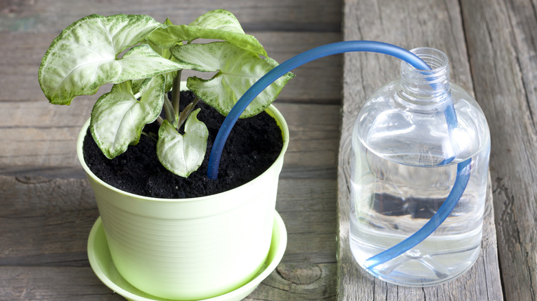 Potted plant watered by blue straw in water bottle