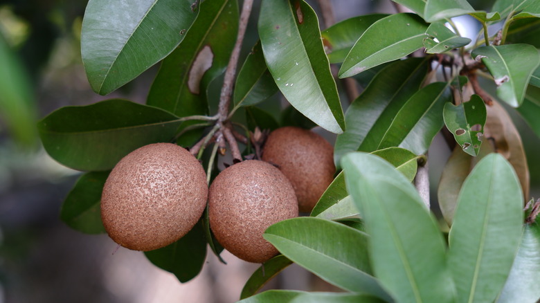 plants on chicle tree