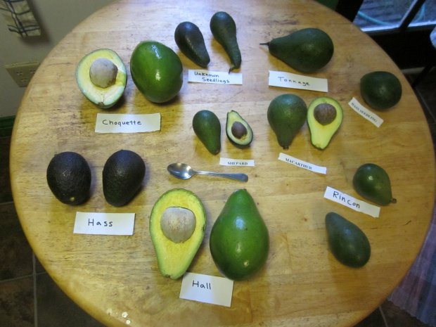 There Are 900 Varieties Of Avocado, But All Anybody Cares About Is The Haas