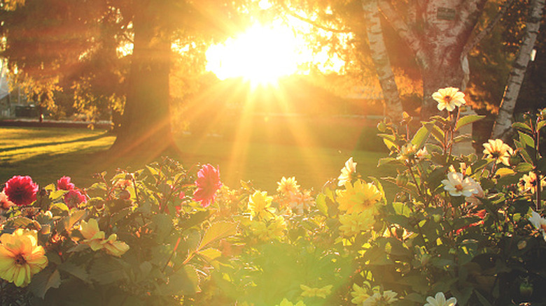 The sun shines brightly on a rose garden