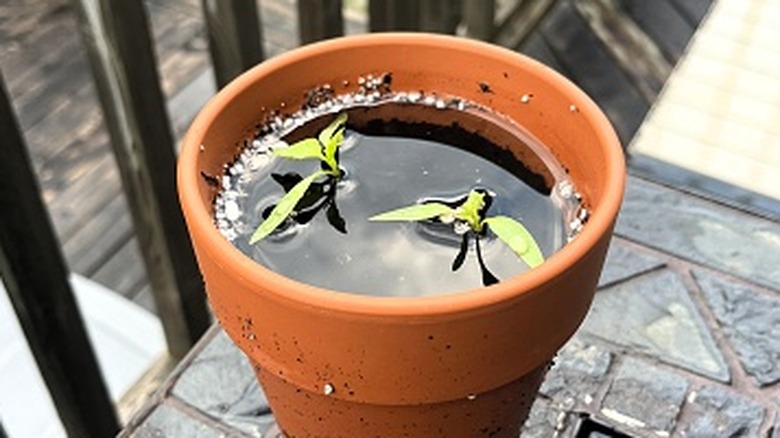 A plant is nearly submerged in standing water inside a terracotta pot