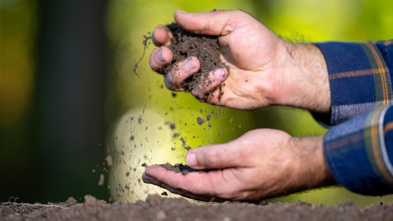Closeup of a person's hands holding soil
