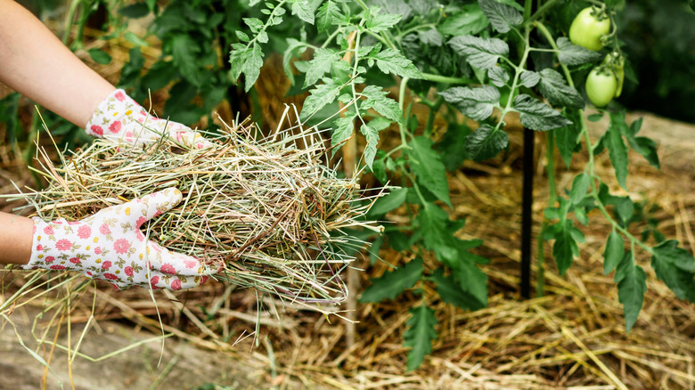 A gardener places mulch around tomato plants