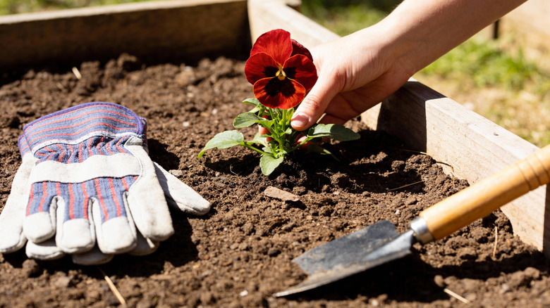 A person plants a pansy in a raised garden bed