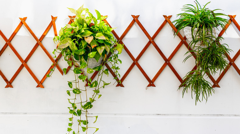 Potted plants hang from a trellis on a white wall