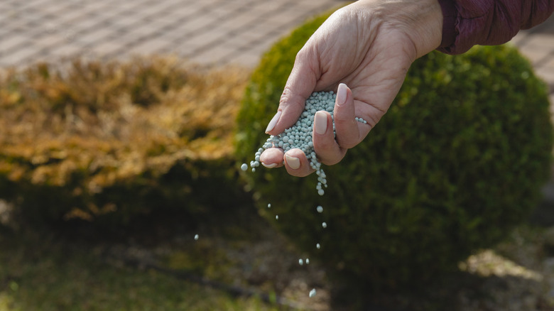 Closeup of a person's hand dropping fertilizer pellets