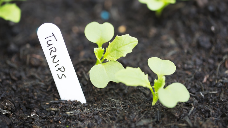 Closeup of a white plant marker labeled "Turnips" next to small plants