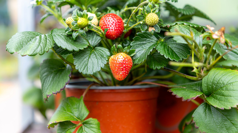 Strawberries grow in an orange pot