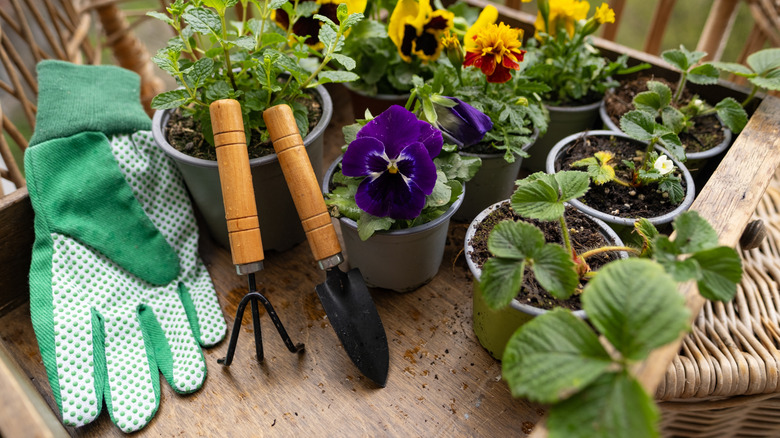 Gloves and gardening tools sit next to various potted plants