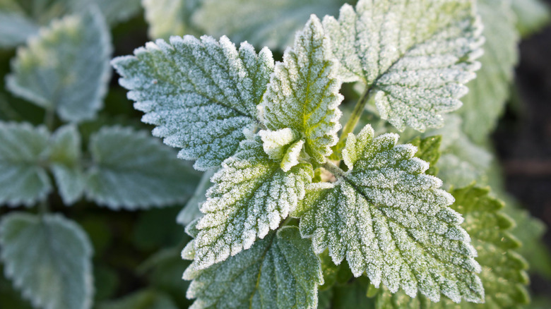 A frost covered mint plant in closeup