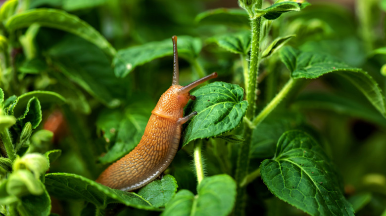 A slug eats healthy leaves in a garden