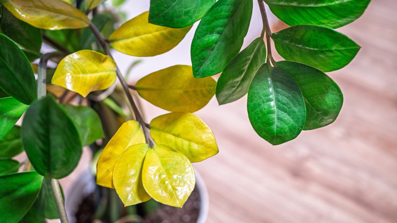 A house plant has healthy green leaves and overwatered yellowed leaves